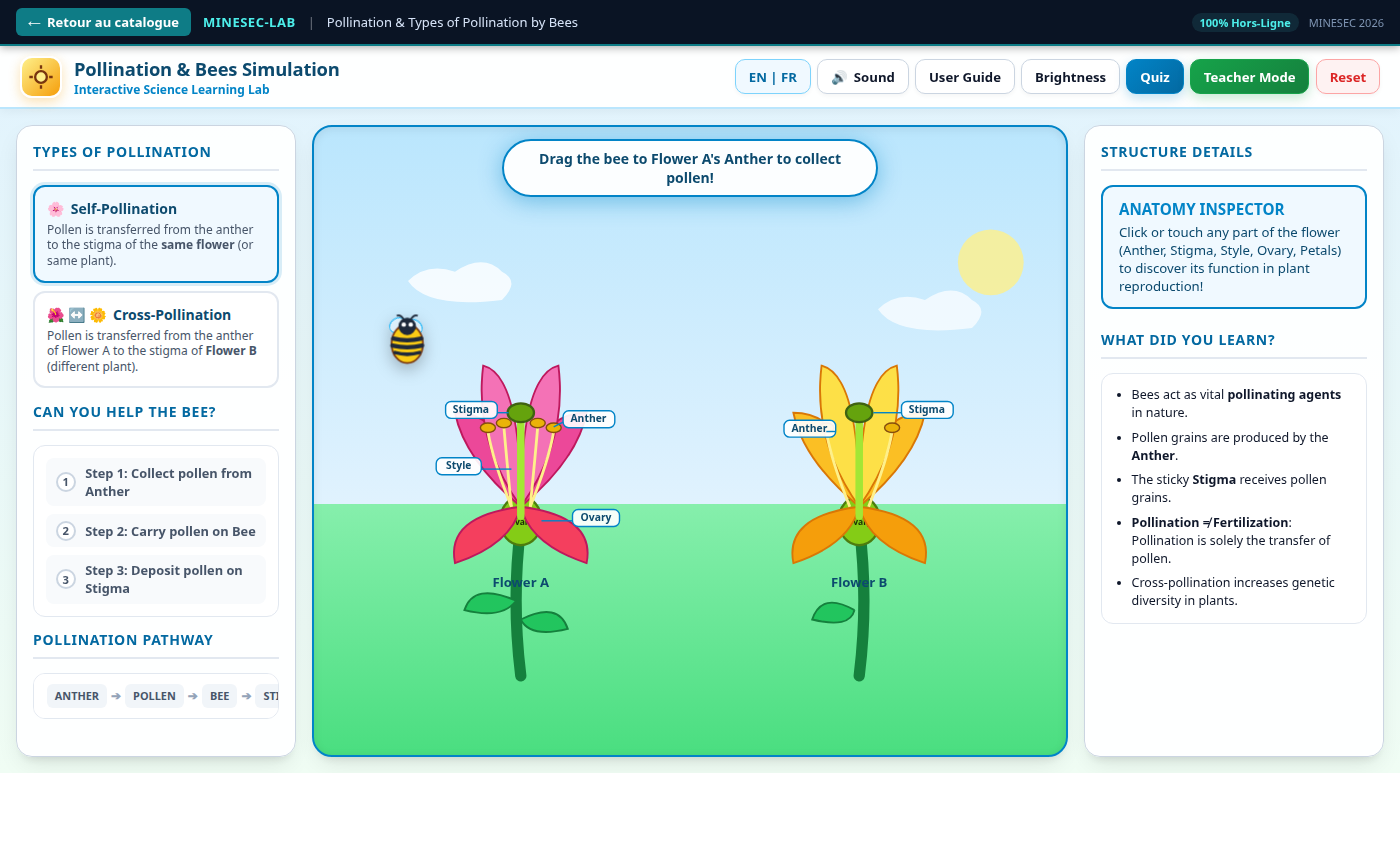 Pollination. The student moves a bee from anther to stigma.